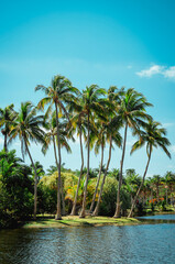 palm trees on the beach Florida  