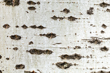 The bark of a tree is covered in small holes and has a rough texture