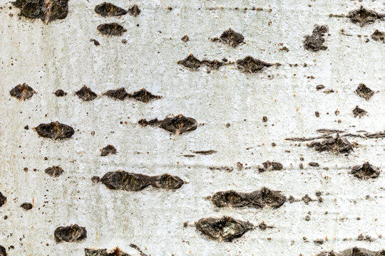 The bark of a tree is covered in small holes and has a rough texture