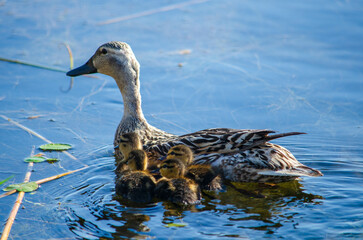 Mallard Duck with 4 babies