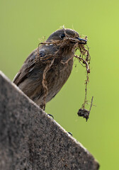 Gartenrotschwanz