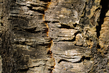 Corteza árbol textura