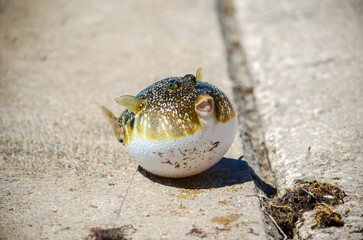 Pufferfish on land © Landon