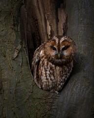 tawny owl