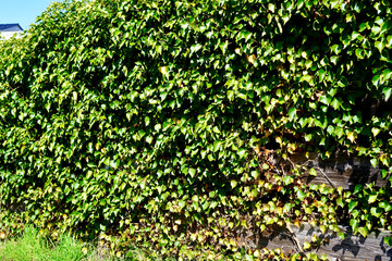 green moss on the wall