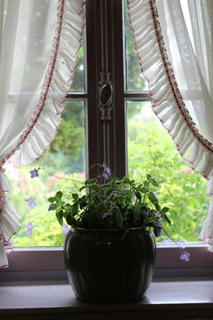 streptocarpus sur le bord de la fenêtre