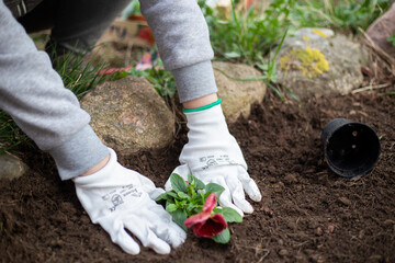 A girl plants flowers wearing white gloves.