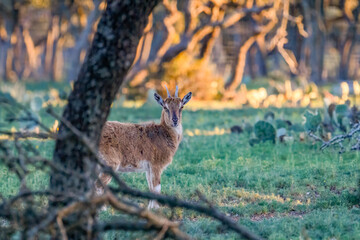 Mouflon Ewe in forest
