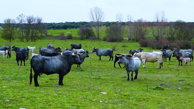 Morucha breed cows in pastures and Mediterranean mountains in the area of Larrodrigo in the Tierra de Alba region. Salamanca. Castile and Leon. Spain. Europe