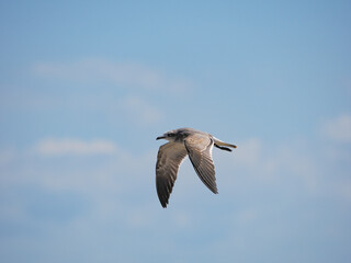 Seagull in flight