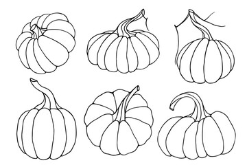 Set of botanical linear sketches of autumn pumpkins.Vector graphics.