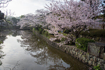 鎌倉244　鶴岡八幡宮31　桜
