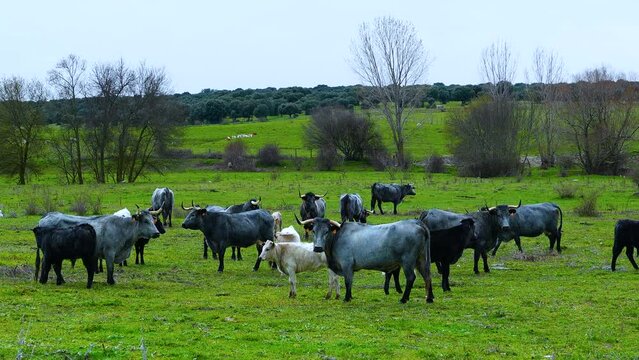 Morucha breed cows in pastures and Mediterranean mountains in the area of Larrodrigo in the Tierra de Alba region. Salamanca. Castile and Leon. Spain. Europe