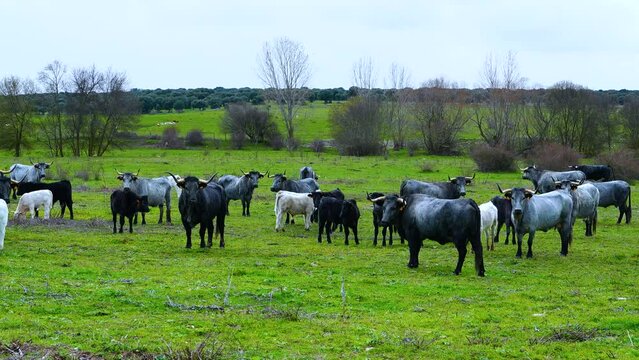 Morucha breed cows in pastures and Mediterranean mountains in the area of Larrodrigo in the Tierra de Alba region. Salamanca. Castile and Leon. Spain. Europe
