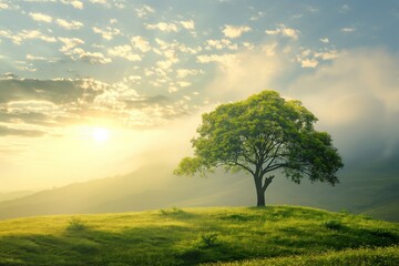 Solitary Tree on a Sunny Hillside