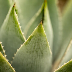 A close up view of a beautiful succulent plant revealing fine textures and intricate details - square format