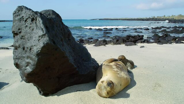 Endangered Galapagos Sea lion nursing her juvenile on the beach.