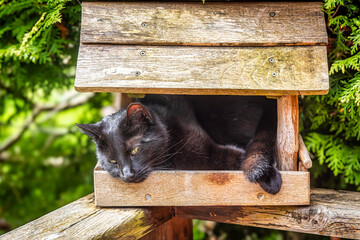 schwarze Haus Katze im Vogelhaus