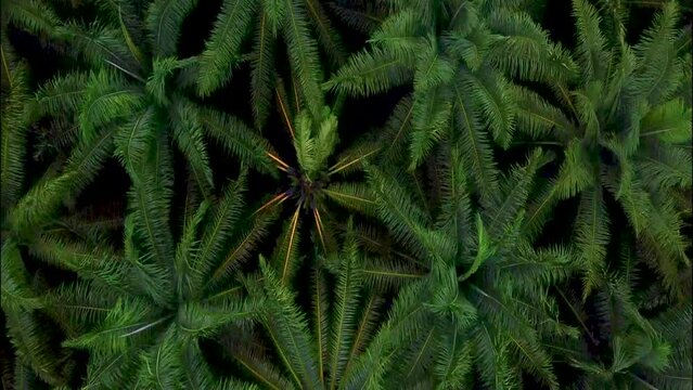 Costa Rica Palm Oil Plantation