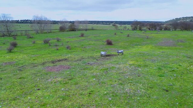 Morucha breed cows in pastures and Mediterranean mountains in the area of Larrodrigo in the Tierra de Alba region. Salamanca. Castile and Leon. Spain. Europe