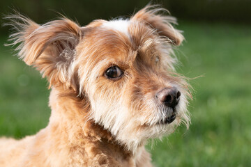 Portrait of a small brown dog with long hair. The dog is looking to the side. A green meadow in the background. The animal is looking curiously.