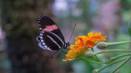 Vibrant Heliconius Erato on Blossom