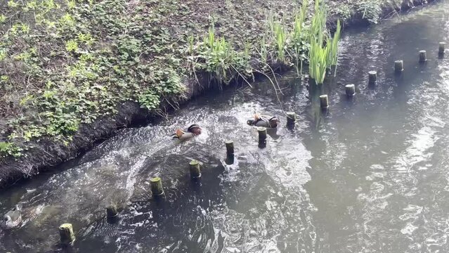 Ducks swim in the river in the middle of the green nature in the park