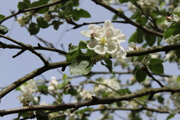 blooming pear tree