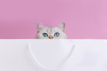 Head of cute white cat, with big blue eyes peeking out of white paper bag