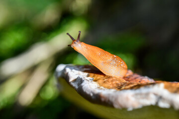 Une limace rouge sur un champignon