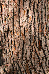 Close up tree bark texture as a wooden background, Texture of the trees in the forest.