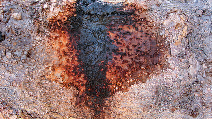 Close up tree bark texture as a wooden background, Texture of the trees in the forest.