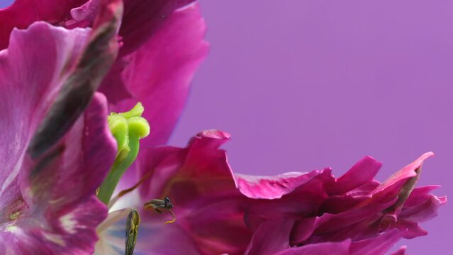 Flower opening close up, soft petals of beautiful purple tulip time lapse, nature background. Parrot Tulip bouquet, spring flower macro shot, blooming violet pink tulip backdrop, 