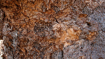 Close up tree bark texture as a wooden background, Texture of the trees in the forest.