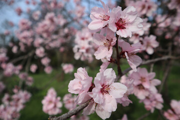 Blooming peach trees in spring