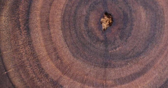 a beautiful cut of a rowan tree processed for decoration and use, a cut of a rowan tree with annual rings