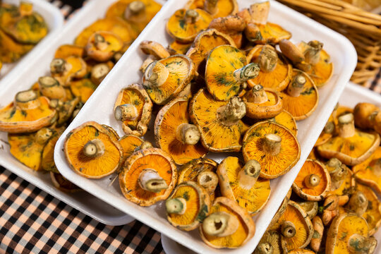 Fresh uncooked forest mushrooms lactarius deliciosus or saffron milk cap. Season of mushroom picking