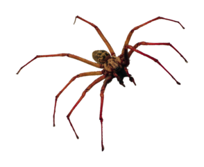 Barn Spider, Araneus cavaticus