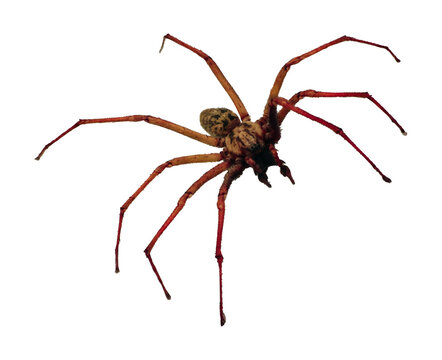 Barn Spider, Araneus cavaticus
