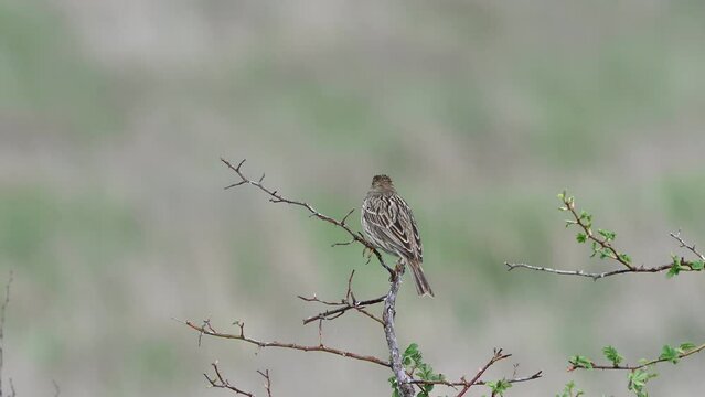 Corn bunting miliaria calandra. Bird on a branch in a meadow. Close up. A singing bird.