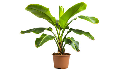 Fototapeta na wymiar Potted banana plant isolated on white background 