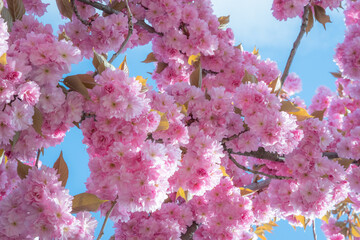 Beautiful pink Sakura flowers in spring season under blue sky. Floral background - 780098198