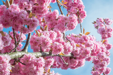 Beautiful pink Sakura flowers in spring season under blue sky. Floral background