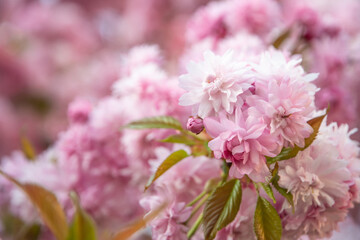Beautiful pink Sakura flowers in spring season under blue sky. Floral background - 780098315