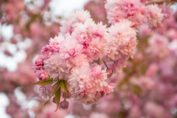Beautiful pink Sakura flowers in spring season under blue sky. Floral background - 780098318