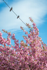 Beautiful pink Sakura flowers in spring season under blue sky. Floral background - 780098321