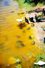 duck, ibis, and turtle are swimming and fight for food in a pond