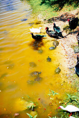 duck, ibis, and turtle are swimming and fight for food in a pond