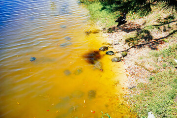 duck, ibis, and turtle are swimming and fight for food in a pond