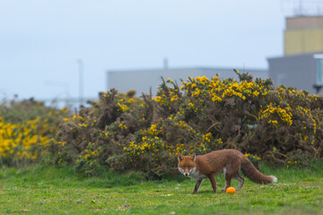 Red Fox or Vulpes vulpes close-up, Image shows the lone fox on the edge of a park on the outskirts...